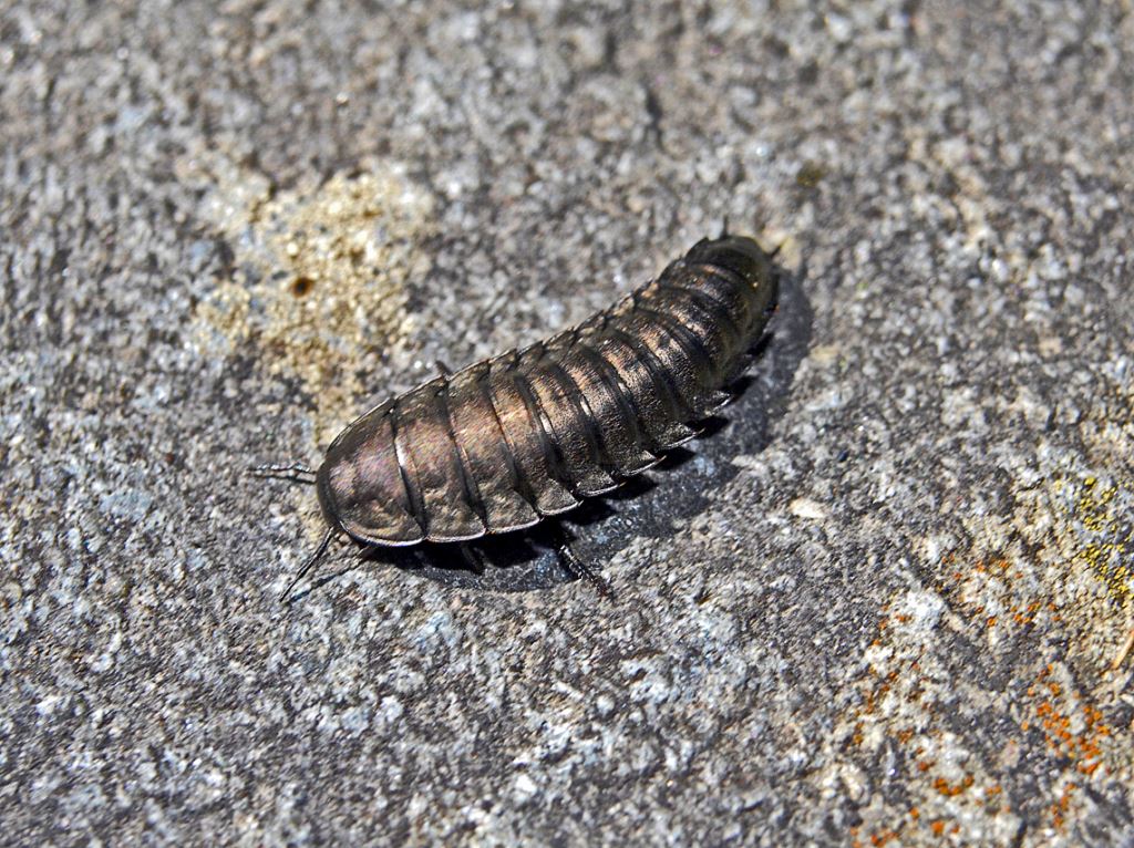 Larva di Silphidae